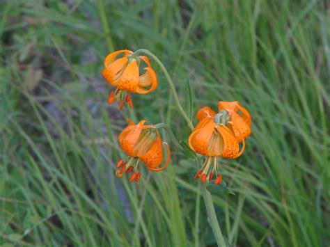 Wild tiger lily | Lilium columbianum Near Brookmere, BC July… | Wayne ...