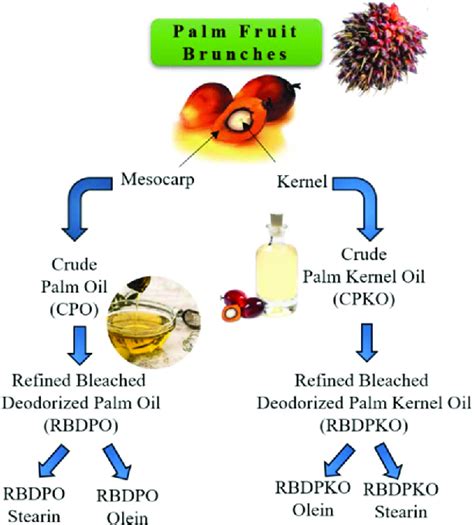 Processing of palm oil, palm kernel oil and fractionation process ...