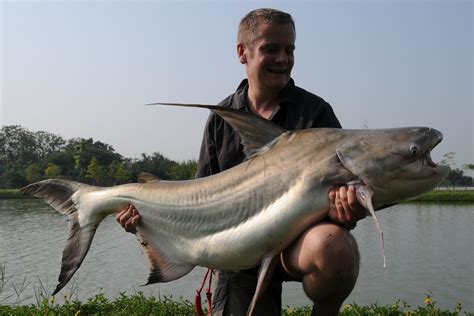 Big Fishes of the World: CATFISH CHAO PHRAYA (Pangasius sanitwongsei)