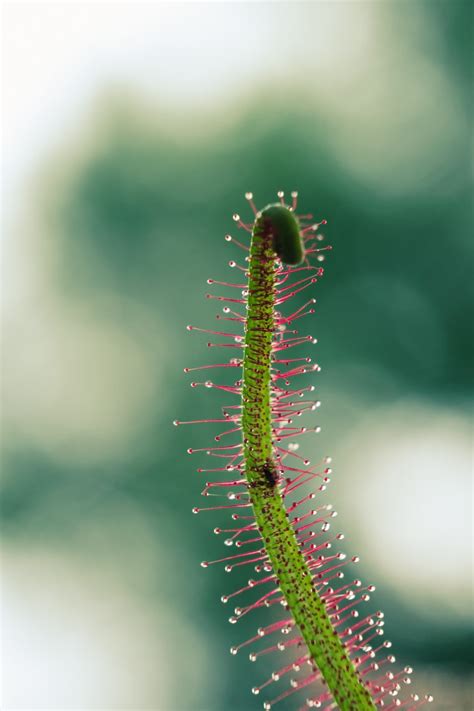 Plantas carnívoras, ¿qué comen realmente? - National Geographic en Español