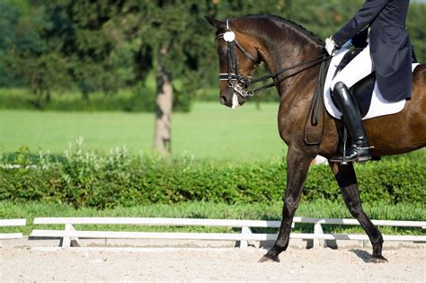 How to Pick Your Perfect Dressage Horse - Horse Rookie