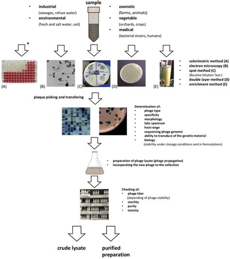 Steps in phage isolation for therapeutic purposes. | Download ...