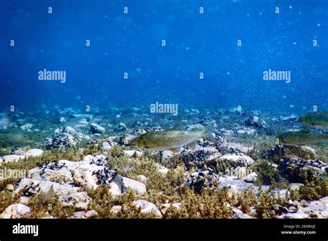 Roach fish in natural habitat, Freshwater fish underwater Stock Photo ...