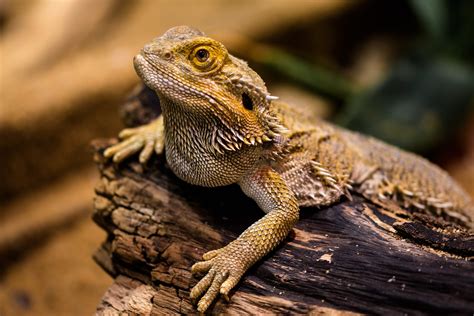 Best Lizards For Pets [4 Great for Beginners] - PetShoper