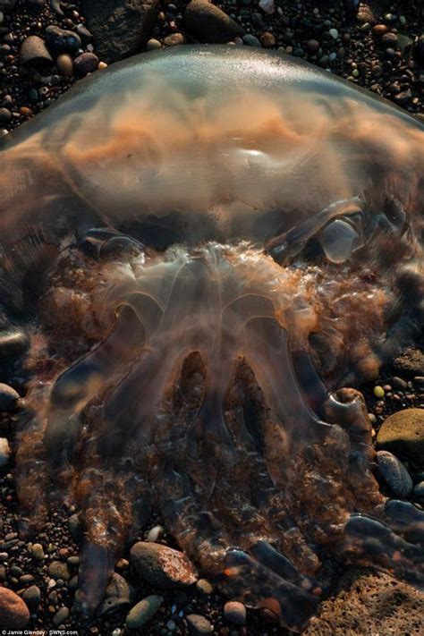 Jellyfish 'looking like Captain Davy Jones and Predator' washes up in ...