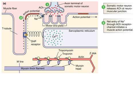 Calcium Signaling- muscle contraction Diagram | Quizlet