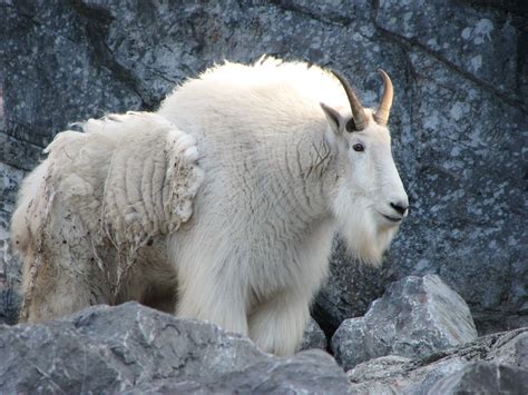 Mountain Goat | This large, impressive Mountain Goat resides… | Flickr