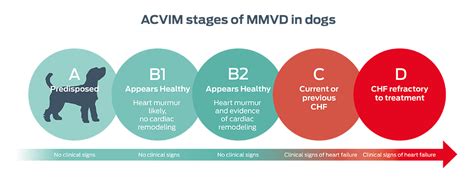 What Are The Signs Of Heart Disease In A Dog