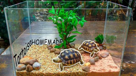 Build the Tortoise House with new decor DIY and feeding my little ...