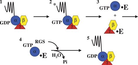 a heterotrimeric G protein