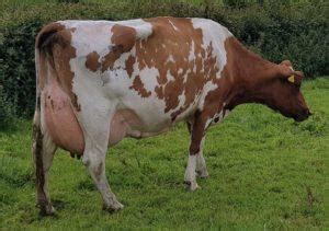 Ayrshire Cattle Info, Size, Lifespan, Uses, and Pictures