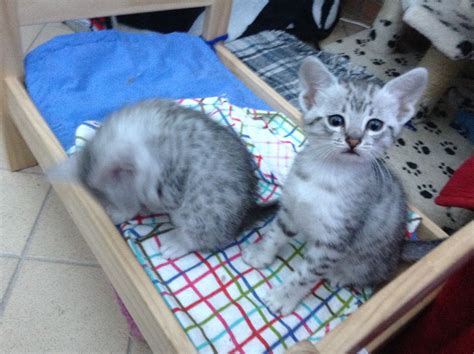 Adopt Egyptian Mau Kittens - Don't Buy, Adopt