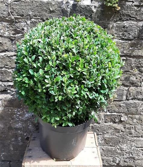 Buxus Sempervirens Flowers of Borough Green Florist Sevenoaks