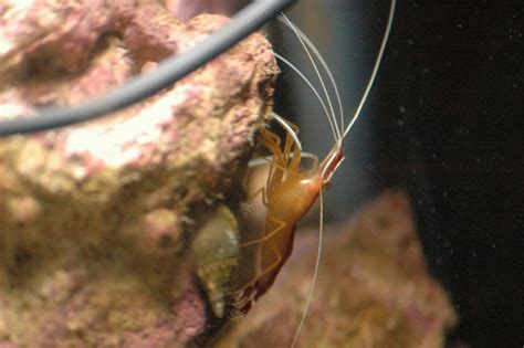 Cleaner shrimp - Community Photos - Nano-Reef Community