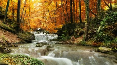 Autumn Forest River Wallpaper Wall Mural