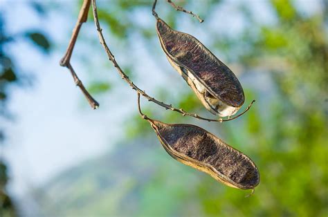 Acacia Seed Pods Photograph by Alain De Maximy - Pixels