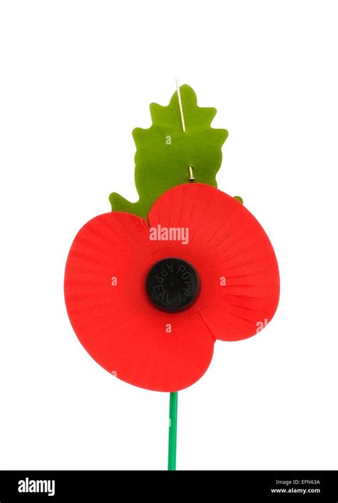 Royal British Legion Poppy Appeal Remembrance Day Poppy Stock Photo - Alamy