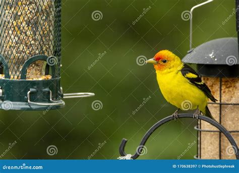 Male Western Tanager Perched on Bird Feeder Stock Image - Image of ...