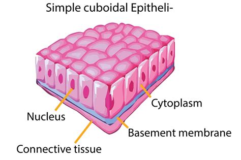 Simple Columnar Epithelium Diagram Labeled