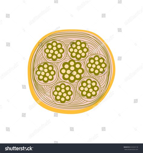 Structure Tendon Infographics Illustration On Isolated Stock ...