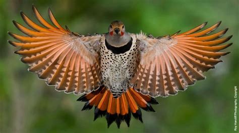 An Invasive Berry Is Turning Birds' Feathers Red | Bird, Bird ...