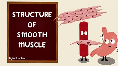 Smooth Muscle Contraction Animation