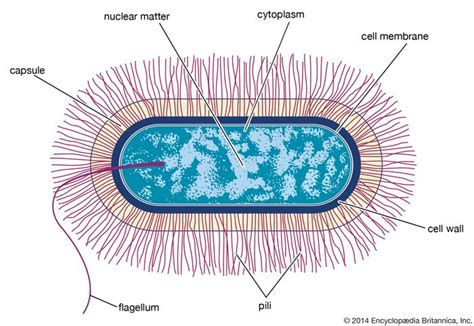 Bacterium Drawing