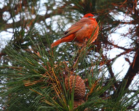 Hepatic Tanager | This male Hepatic Tanager has been returni… | Flickr