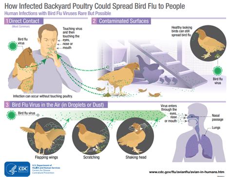 H5N1 bird flu – should we be worried? | World Economic Forum