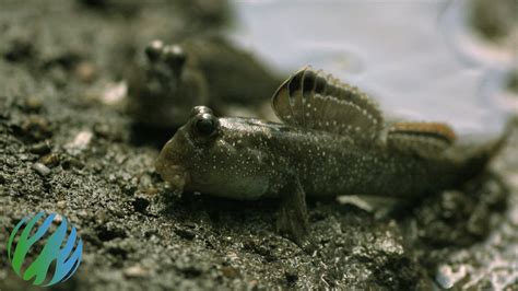 Mudskippers in Slo-Mo - YouTube