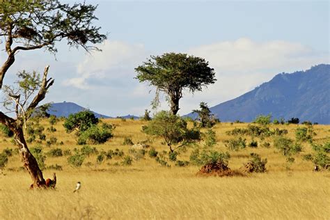 Vegetation In A Savanna Biome