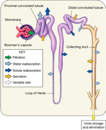 Renal Tubule Diagram