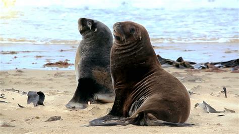 New Zealand Sea Lions Mating Dance On The Shore Stock Footage Video ...