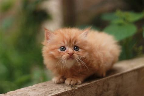 What Are The Different Types Of Persian Cats? | Persian Cat Corner