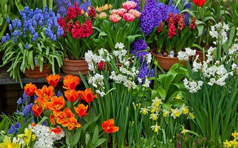 The 8 best spring-flowering bulbs to plant in autumn