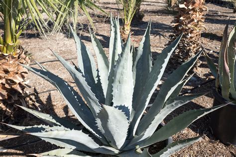 Agave Americana — GDNC Nursery