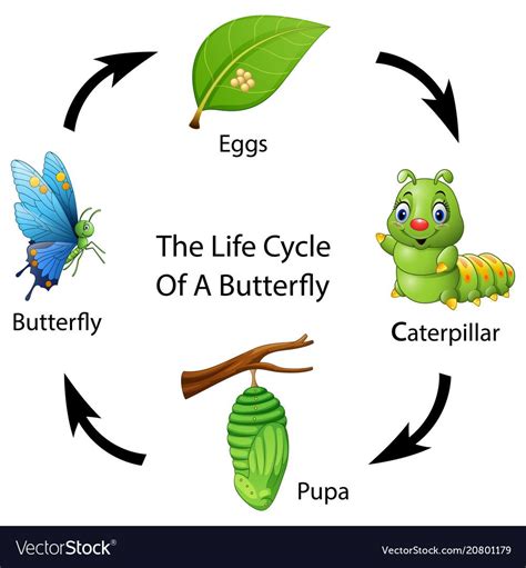 Life cycle of a butterfly worksheet – Artofit