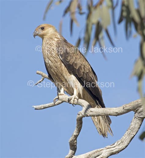 Best Photos of Australian Birds of Prey, Images of Raptors in Australia