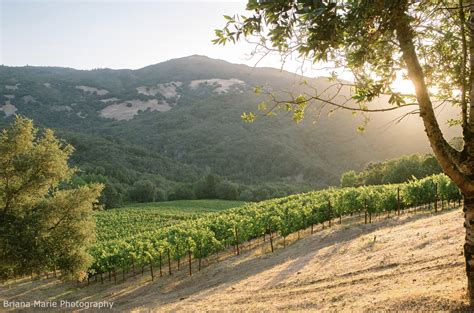 Winemakers Cabernet Sauvignon Vineyard Napa Valley - Vintroux