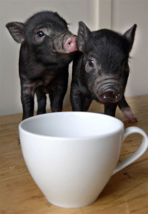 15 Pictures Of Teacup Pigs With Actual Teacups