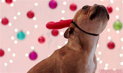 Christmas Dog GIFs - Find & Share on GIPHY