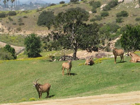 Travels With Marie: SAN DIEGO ZOO SAFARI PARK