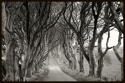 The Dark Hedges (Game of Thrones) | Bed And Breakfast | N Ireland ...