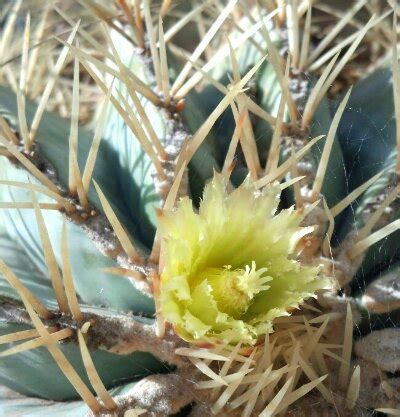 Very Late Blooming Cactus - Cactus Jungle