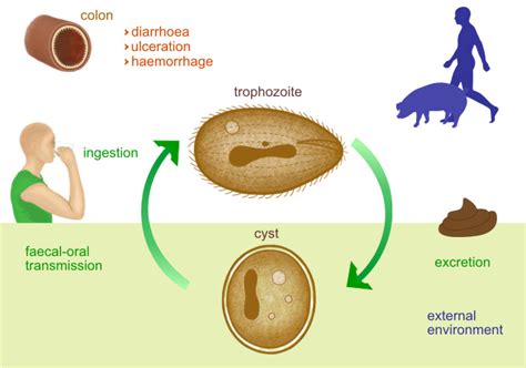 Balantidium coli