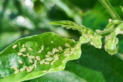 11 Ecofriendly Aphid Control Methods - Pest Control Options