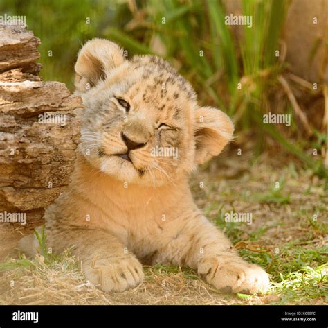 Cute lion cub, looking at camera with a wink Stock Photo - Alamy