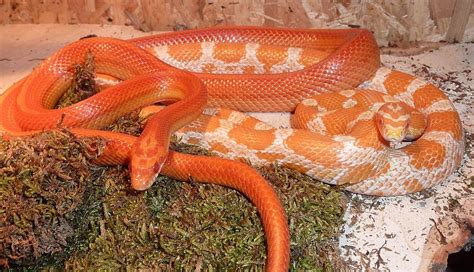 Corn Snakes Facts You Need To Know Before Owning One - The Pet Well