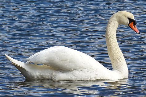 Mute Swan