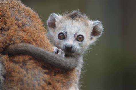 baby lemur | Baby lemur, Baby animals, Endangered animals